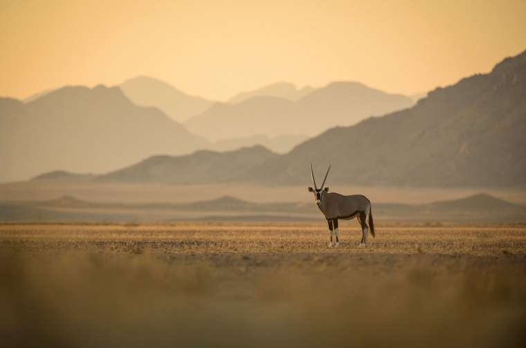 Safari în Namibia