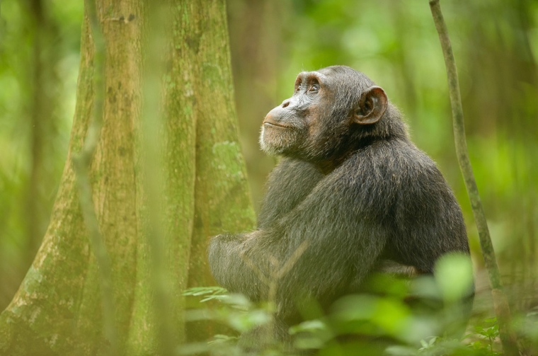 Safari în Uganda