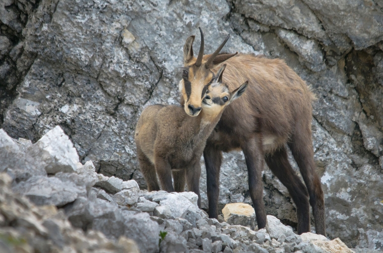 Wildlife în Piatra Craiului