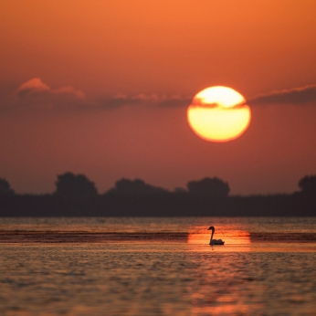 Wildlife în Delta Dunării