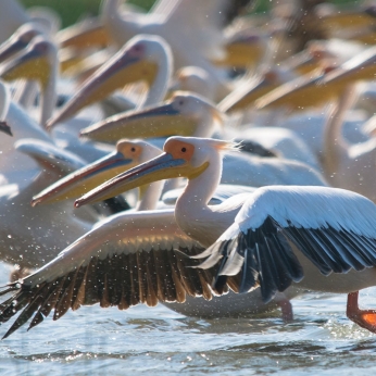 Wildlife în Delta Dunării