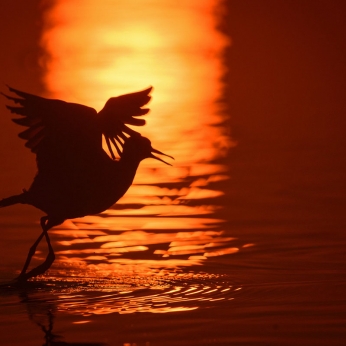 Wildlife în Delta Dunării