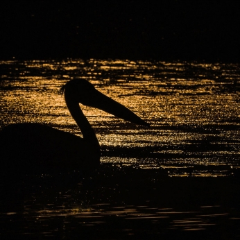 Wildlife în Delta Dunării