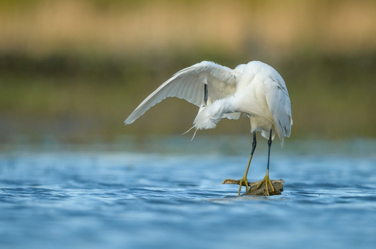 Wildlife în Delta Dunării