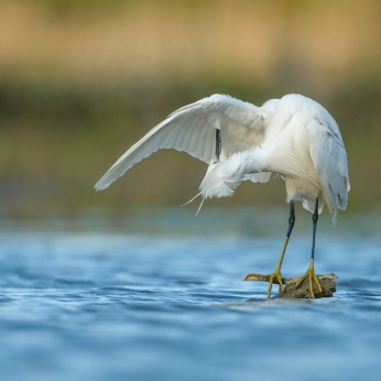 Wildlife în Delta Dunării