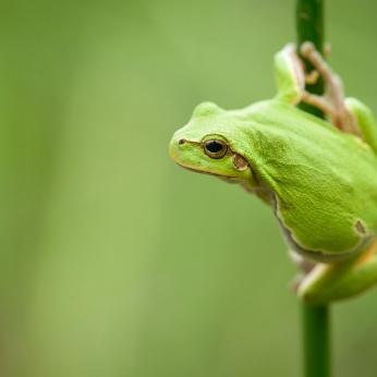 Wildlife în Delta Dunării