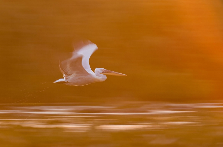 Wildlife în Delta Dunării