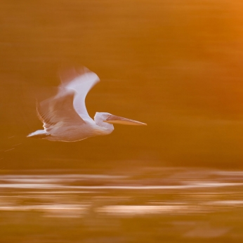 Wildlife în Delta Dunării