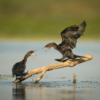 Wildlife în Delta Dunării