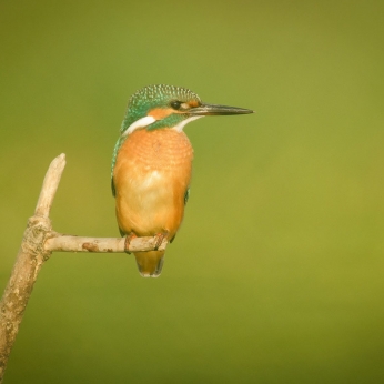 Wildlife în Delta Dunării