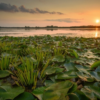 Wildlife în Delta Dunării