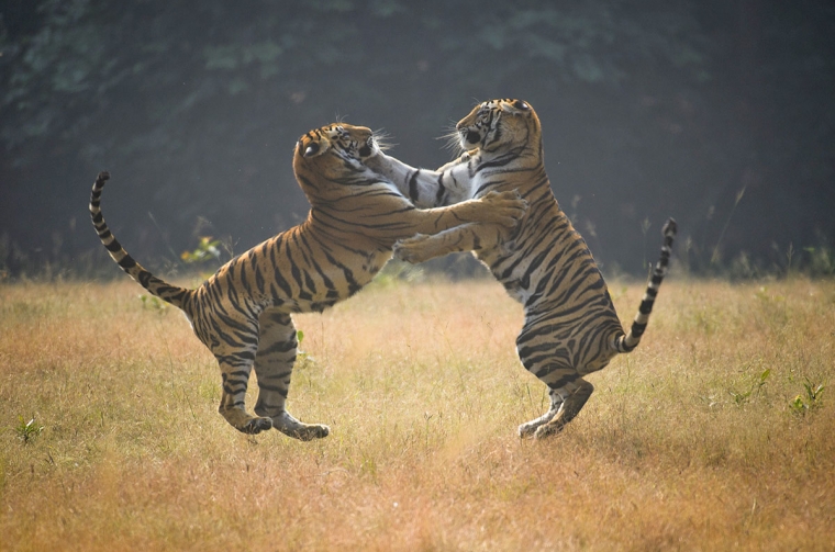 Wildlife în India