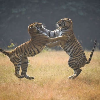 Wildlife în India