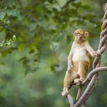 Wildlife în India
