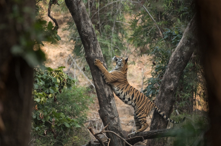 Wildlife în India