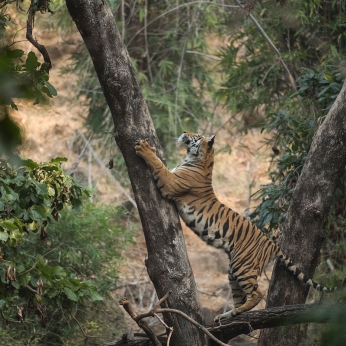 Wildlife în India
