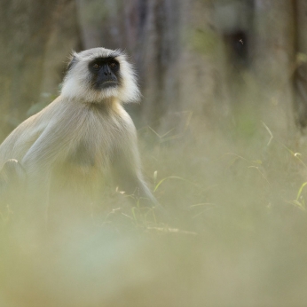 Wildlife în India