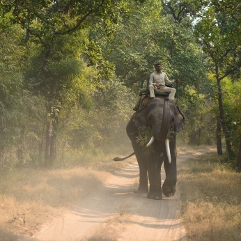 Wildlife în India
