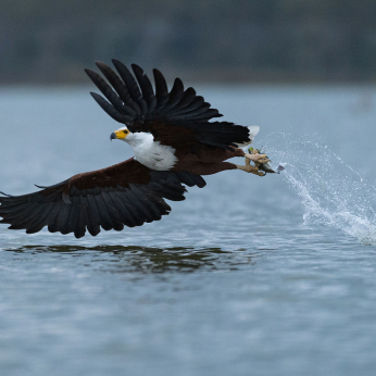 Natura în fotografie