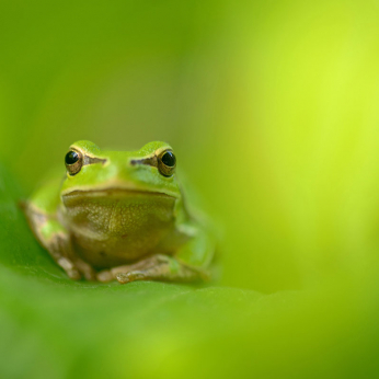 Natura în fotografie