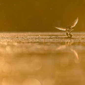 Natura în fotografie