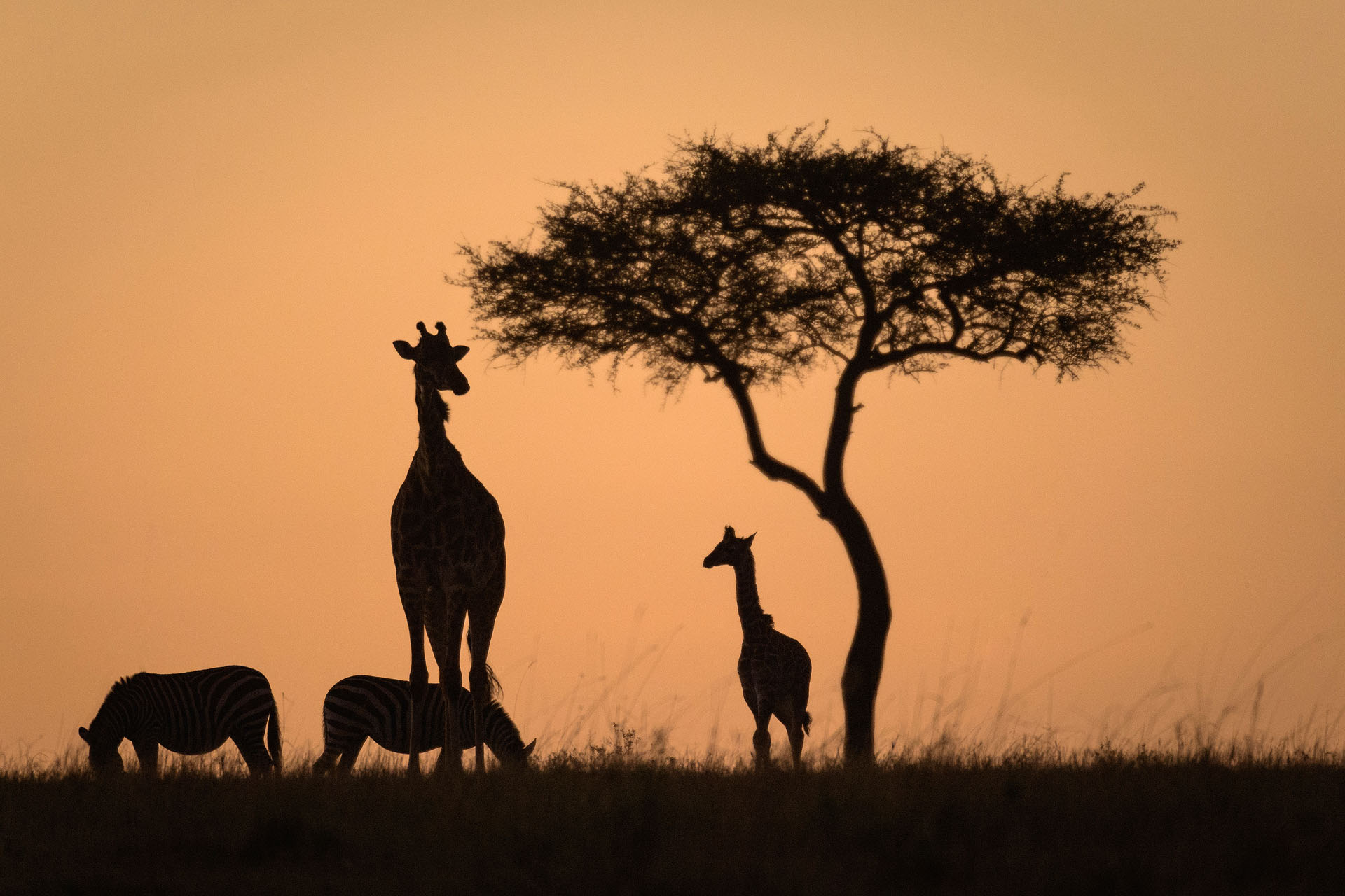 Safari în Kenya